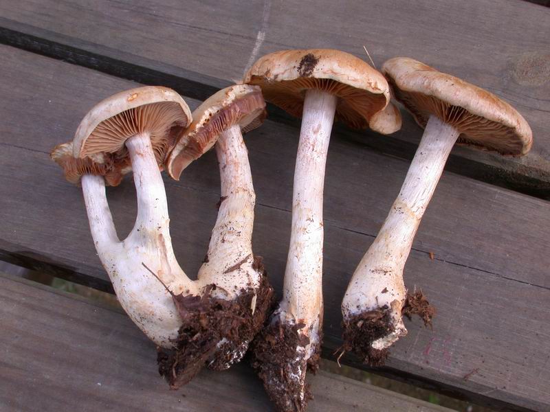 Cortinarius lebretoni